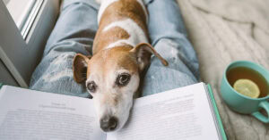 1800 PetMeds pet health and wellness affiliate