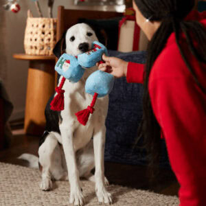 Chewy - affiliate marketing program for pets