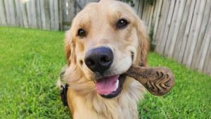 Pawstruck